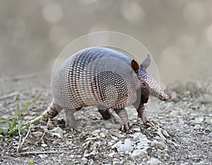 Nine-banded Armadillo