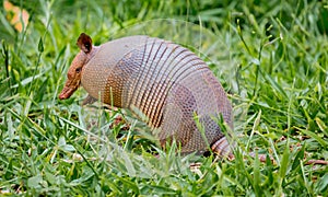 Nine-banded armadillo of Brazil