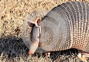 Nine-banded Armadillo Close-up