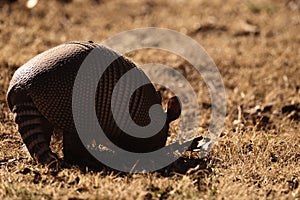 Nine-banded armadillo closeup digging