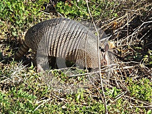 Nine-banded Armadillo Dasypus novemcinctus