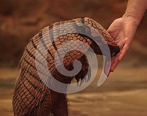 Nine-banded armadillo, Dasypus novemcinctus