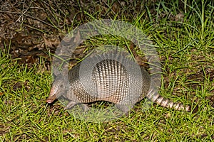 Nine-banded Armadillo - Dasypus novemcinctus