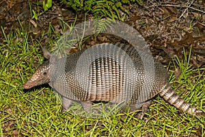 Nine-banded Armadillo - Dasypus novemcinctus