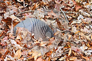 Nine-banded Armadillo (Dasypus novemcinctus)