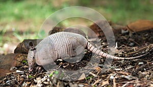 Nine-banded armadillo Dasypus novemcinctus