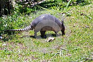 Nine-banded armadillo- Dasypus novemcinctus