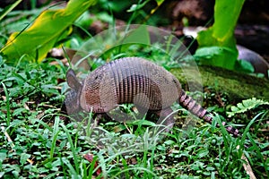 Armadillo in the rainforest at Asa Wright In Trinidad and Tobago photo