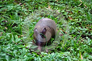 Armadillo in the rainforest at Asa Wright In Trinidad and Tobago photo