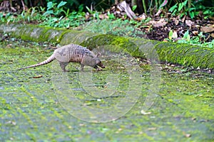 Nine-Banded Armadillo (Dasypus novemcinctus) in Costa Rica