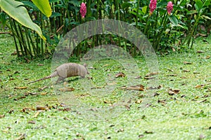 Nine-Banded Armadillo (Dasypus novemcinctus) in Costa Rica