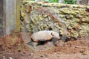 The nine-banded armadillo (Dasypus novemcinctus) in Jungle park, Tenerife