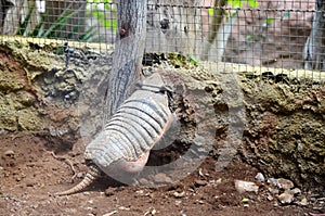 The nine-banded armadillo (Dasypus novemcinctus) in Jungle park, Tenerife