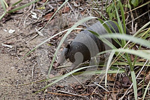 Nine-banded armadillo, Dasypus novemcinctus in Junquillal Nature Reserve. Guanacaste, Costa Rica