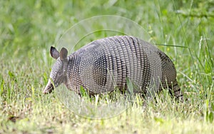 Nine banded armadillo, Dasypus novemcinctus, Monroe GA USA