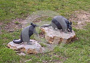 `Nine-banded Armadillo` by David Iles on the campus of the University of North Texas in Denton, Texas.