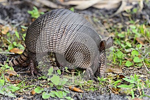 Nine-banded armadillo