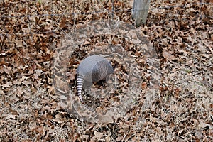 Nine-banded armadillo in dry leaves