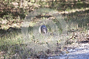 Nine-Banded Armadillo Eating