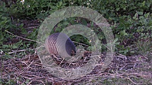 Nine-banded armadillo feeding