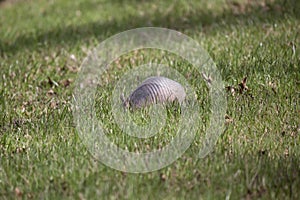 Nine-Banded Armadillo Foraging