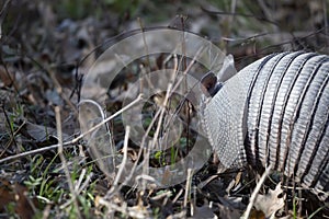 Nine-Banded Armadillo Foraging