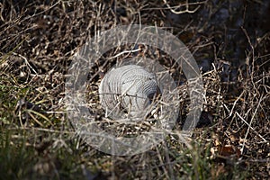 Nine-Banded Armadillo Foraging