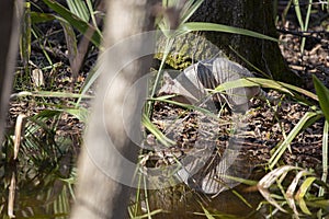 Nine-Banded Armadillo Foraging in the Forest