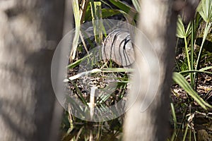 Nine-Banded Armadillo Foraging in the Forest