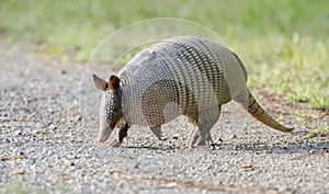 Nine banded armadillo on gravel road, Dasypus novemcinctus, Monroe GA USA