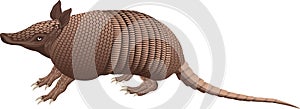 Nine-banded armadillo isolated  vector