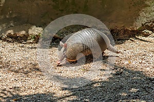 Nine-banded Armadillo or Long-nosed Armadillo