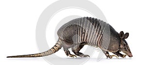 Nine banded Armadillo on white background