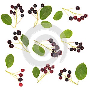 Nine berries of amelanchier or chuckley pear. High resolution photo