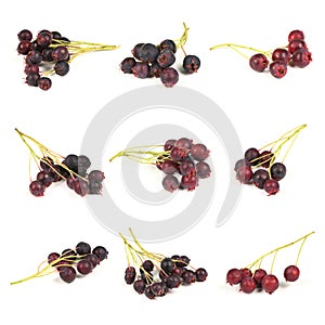 Nine berries of amelanchier or chuckley pear. High resolution photo