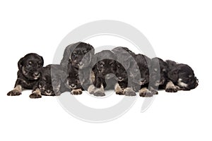 Nine black puppies of Miniature Schnauzer