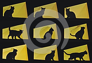 Nine cat poses-black cat on yellow background