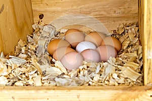 Nine chicken eggs photo