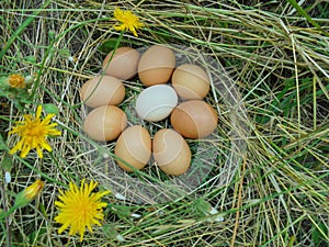 Nine chicken eggs lie on dry grass with yellow flowers