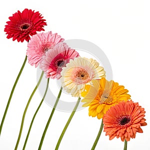 Nine colorful Gerbera daisies in a row isolated on white photo