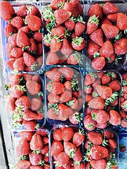 Nine containers of fresh, delicious strawberries at a farmer`s market