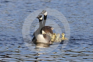 Nine Little Spring Goslings swimming in a group with the the parent geese