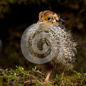 Nine days old quail, Coturnix japonica.....photographed in nature