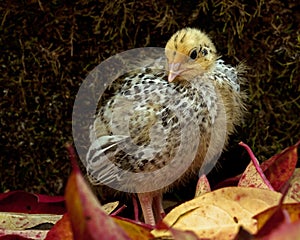 Nine days old quail, Coturnix japonica.....photographed in nature