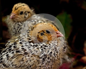 Nine days old quail, Coturnix japonica.....photographed in nature