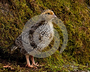 Nine days old quail, Coturnix japonica.....photographed in nature