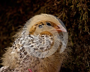 Nine days old quail, Coturnix japonica.....photographed in nature