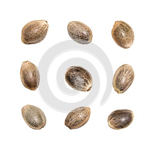 Nine hemp seeds isolated