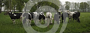 Nine Holstein Friesian cows in a beautiful rural environment in Germany near the Dutch border.