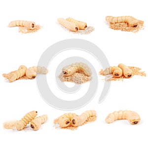 Nine larva bark beetle Scolytinae